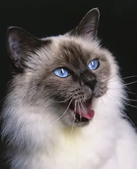 Pet Cats Drucke: Birman Blue Cat