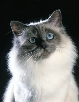 Jean Michel Labat Photography Drucke: Birman Cat