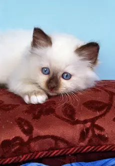 Drucke von JD-17771 Katze - Birman-Katzenkitt auf Sitz von John Daniels Bitte beachten Sie, dass Drucke nur für persönliche Anzeigenzwecke gedacht sind und nicht reproduziert werden dürfen Katzen (Hauskatzen) Drucke: Burmakatzaug - Kätzchen auf dem Kissen