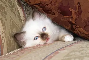 Semi Longhair Cat Breeds Drucke: Birman Cat - kitten under cusion on sofa