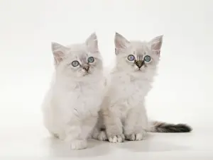 Cute Kittens For Sale Drucke: Birman Cat - Kittens