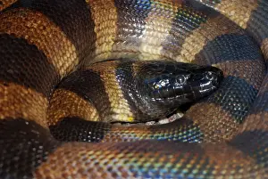 Reptile Wildlife Photos Drucke: Bismark Ringed Python - Found only on the islands of the Bismark Archipelago