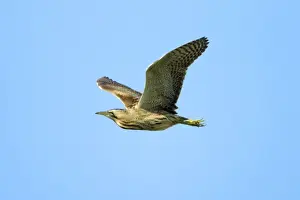 Botaurus Stellaris Images Drucke: Bittern - in flight, Texel, Holland