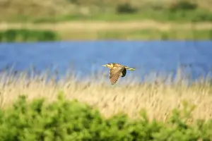 Botaurus Stellaris Images Drucke: Bittern - flying over breeding territory, Texel, Holland