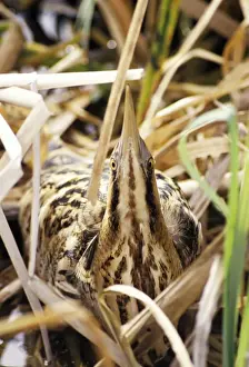 Bittern Bird Drucke: Bittern - hiding in reeds