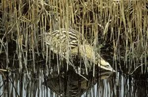 Chris Knights Photography Drucke: Bittern In water & reeds