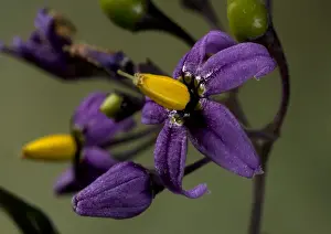 British Wildflower Photography Drucke: Bittersweet Nightshade