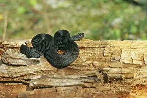 Vipera Berus Images Drucke: Black Adder