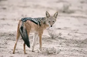 South African Wildlife Pictures Drucke: Black-backed Jackal