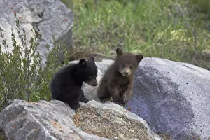 Kanadische Rocky Mountains Drucke: Schwarzbär – zwei Kätzchen auf Felsen spielen – eins schwarz