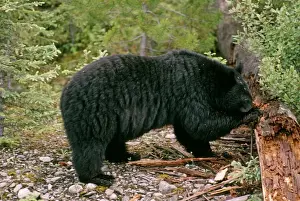 Ursus Americanus Images Drucke: Black Bear - digging insects from log - Canada