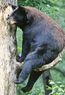 Ursus Americanus Images Drucke: Black Bear - sitting on branch up tree, Summer Minnesota USA