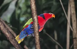 Ardea Wildlife Pets Environment Prints Drucke: Black-capped Lory
