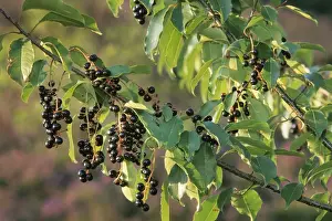 Wild Black Cherry Tree Drucke: Black Cherry - berries