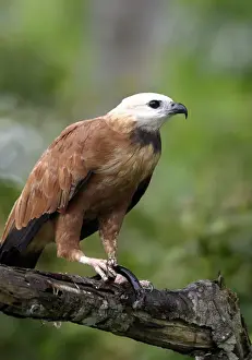 Black Collared Hawk Drucke: Black Collared Hawk