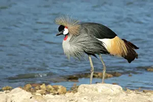 Wildlife Art Prints For Sale Drucke: Black-crowned Crane. captive