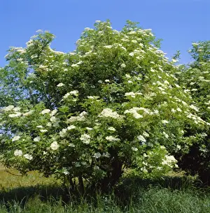 Sambucus Nigra Plant Drucke: Black Elder