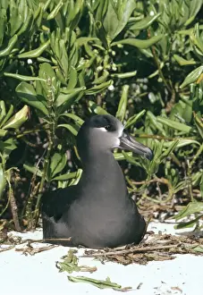 Albatross Conservation Efforts Drucke: Black-footed albatross - nesting