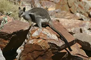 Australian National Parks Images Drucke: Black-footed Rock-wallaby Ormiston Gorge