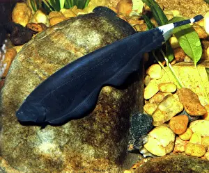 Drucke von PM-10223 Schwarze Rattenfischart Knieschmetterlingsfish Aal Drucke: Schwarzer Schwarm von Knieschweinsäulenfischen