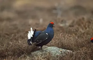 Stefan Meyers Photographer Drucke: Black Grouse