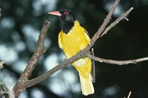 Personal Use Bird Prints Only Drucke: Black-haeded Oriole