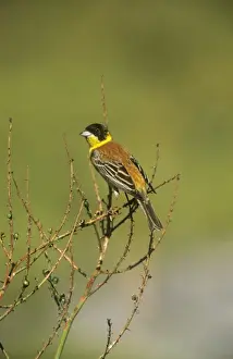Perched Birds In Trees Drucke: Black-headed Bunting