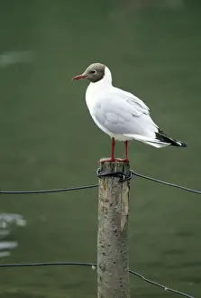Sea Bird Photography Drucke: Black-headed Gull
