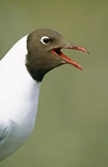 Personal Use Bird Photos Drucke: Black-headed Gull Calling
