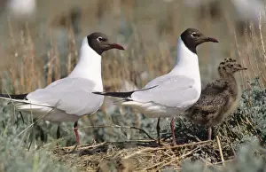 Bird Photography Prints Drucke: Black-headed Gull - pair with chick