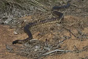 Schädelkopf-Natternschlangen. Aufgenommen nahe der Kalumburu-Rd., Kimberleys, Westaustralien. Ein Bewohner trockener Regionen Nordaustraliens in säuerlichen Selterofill-Wäldern und Felshügeln