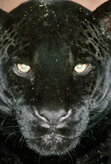 Drucke von Jaguar JD 5320 Schwarz Jaguar (C/ U) Gesicht Mittelamerika bis Südamerika Nord nach Süd Panama Pantera aufna Panteraufna Pantheraufna Pant John Daniels Bitte beachten Sie Jaguar Drucke: Schwarzer jaguar/Schwarzer Panther