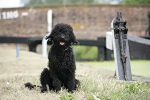 John Daniels Artwork Drucke: Black labradoodle sitting