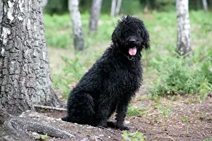 Schwarzer Labradoodlesitzt neben einem Baum