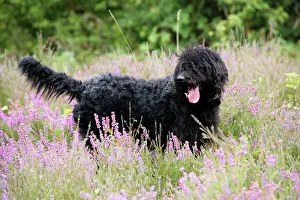 Schwarzer Labradoodles steht im Feld