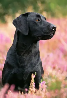 John Daniels Wildlife Art Drucke: Black Labrador Dog