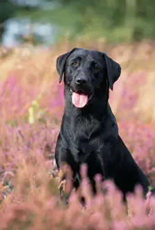 Drucke von JD-11282E HUND - schwarzer Labradorschwanz mit ausgefahrenem Zungen John Daniels Bitte beachten Sie, dass Drucke nur für persönliche Anzeigezwecke gedacht sind und nicht reproduziert werden dürfen Retriever Labrador Drucke: Schwarzer Labradorschaf