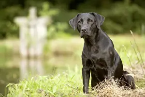 Unique Pet Photography Art Drucke: Black Labrador - sitting