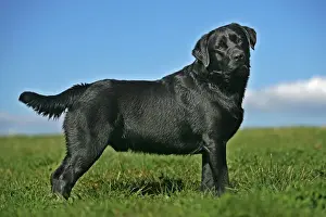 Unique Animal Wall Art Drucke: Black Labrador - standing