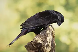 Australian Parrot Species Drucke: Black Lory