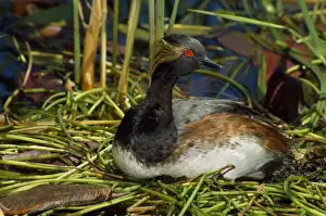 Wildlife Birds Photography Drucke: Black-necked / Eared Grebe