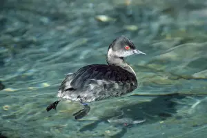 Winter Water Birds Drucke: Black-necked / Eared Grebe - winter