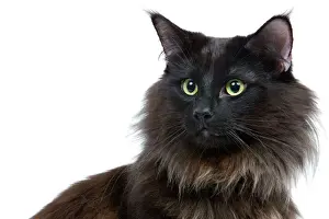 Schwarze norwegische Waldkatze - im Studio