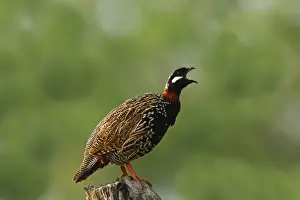 Corbett National Park Wildlife Drucke: Black Partridge / Francolin calling, Corbett National Park, India