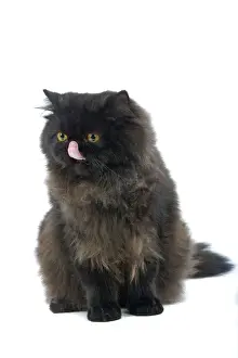 Schwarzer Perserkatze
