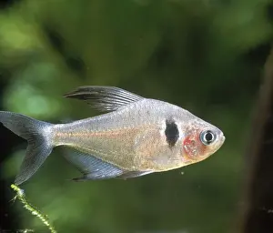 Jean Michel Labat Artist Drucke: Black Phantom Tetra