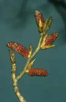 Black Poplar Tree Drucke: Black Poplar