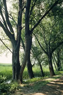European Forest Scenes Drucke: Black Poplars