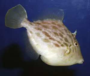 Underwater Marine Life Photos Drucke: Black Scraper Triggerfish, reefs northwest Pacific