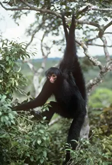 Bilder Datiert 2010 April: Schwarzer Spinne-Affen - hängt am Baum Roraima Brasilien Südamerika